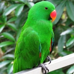 A green bird
