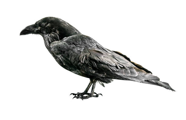 A raven bird